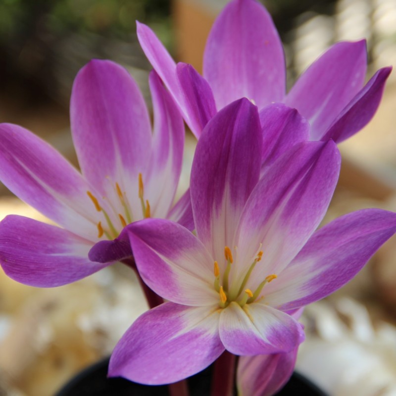 Colchicum speciosum 'Atrorubens'