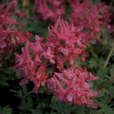 Corydalis solida 'Transsylvanica'