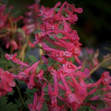 Corydalis solida 'Transsylvanica'