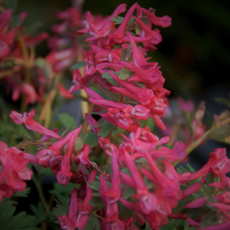 Corydalis solida 'Transsylvanica'