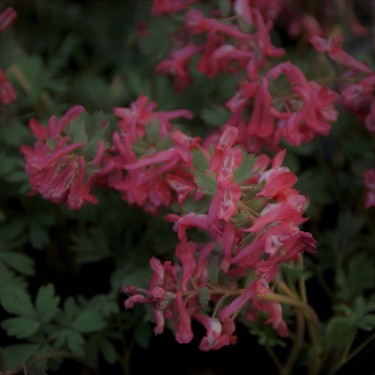 Corydalis solida 'Transsylvanica'