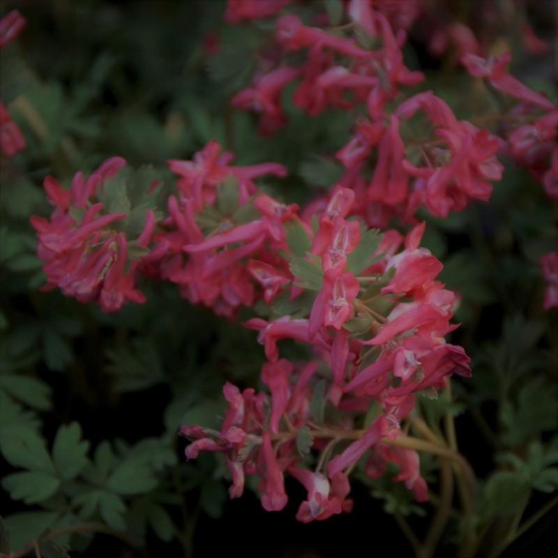 Corydalis solida 'Transsylvanica'