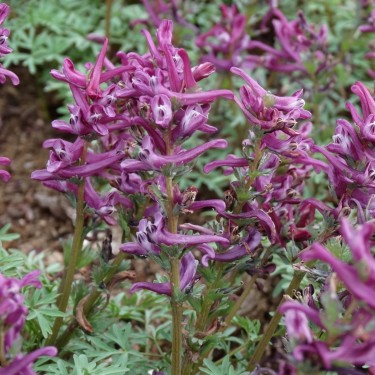 Corydalis wendelboi 'Purple King'