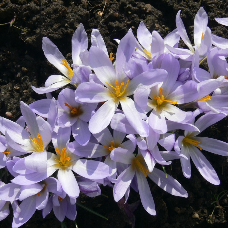 Crocus malatyensis