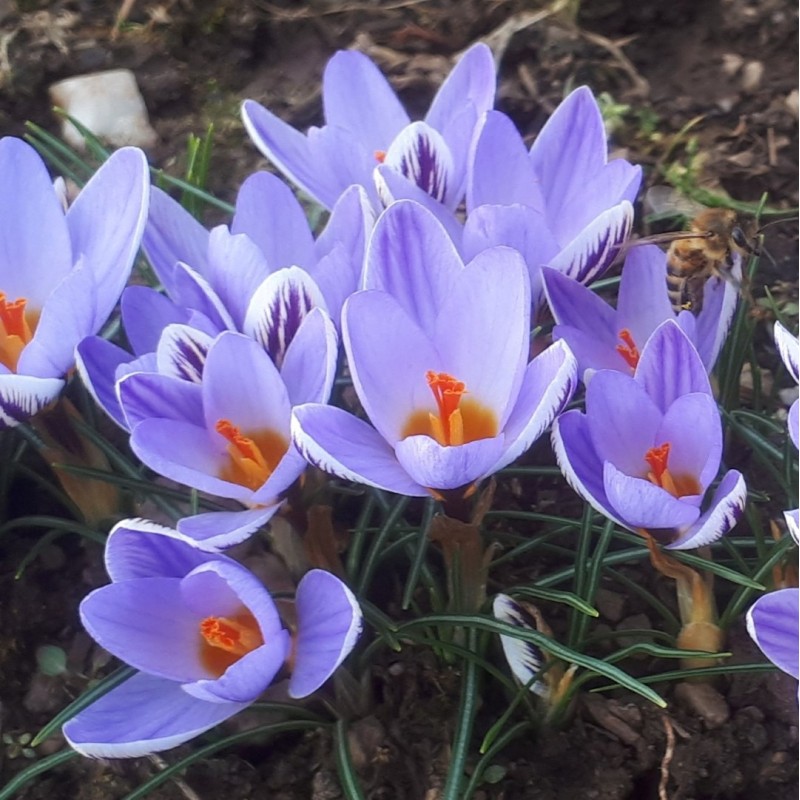 Crocus biflorus