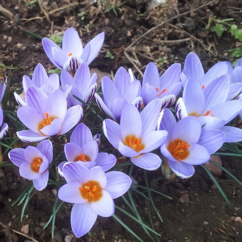 Crocus biflorus