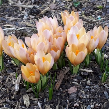 Crocus 'Lucifer'