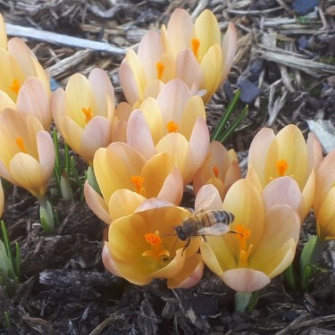Crocus 'Lucifer'