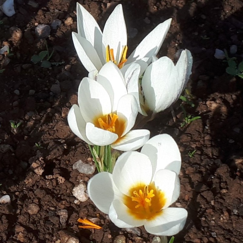 Crocus melantherus 