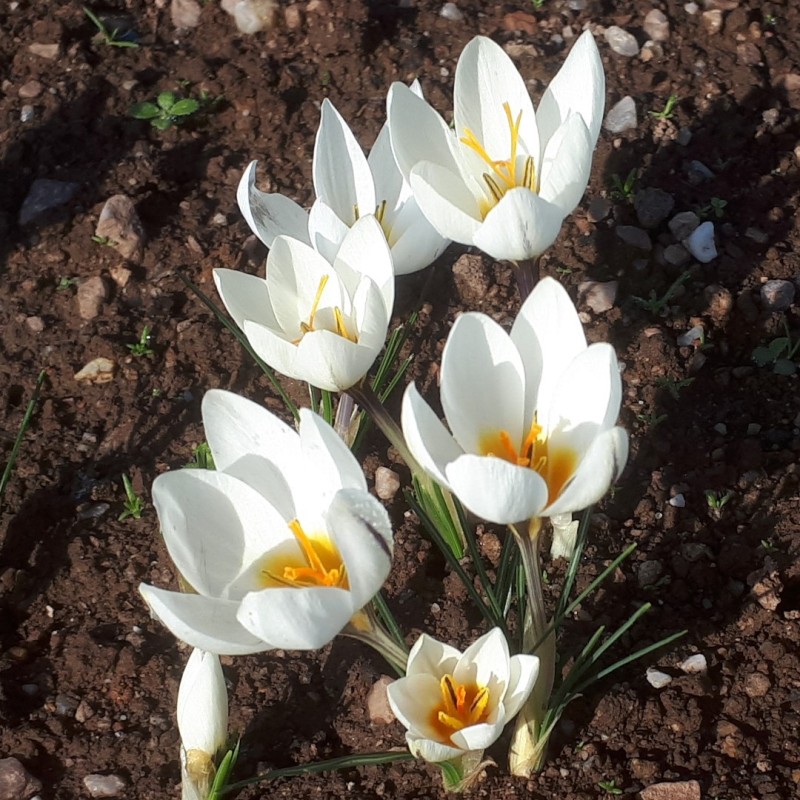 Crocus melantherus 