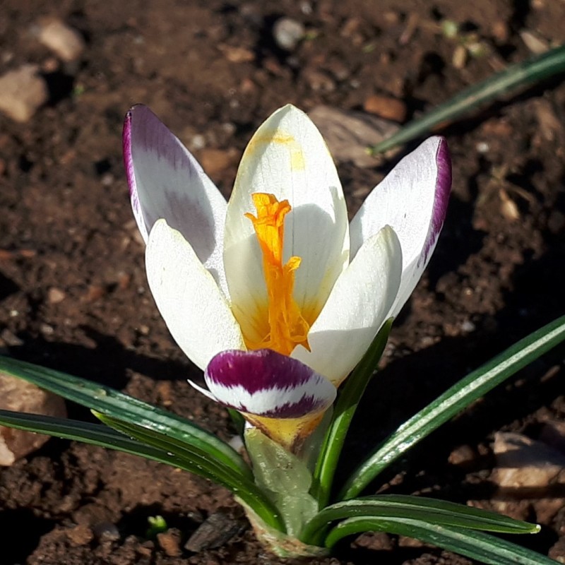 Crocus sieberi