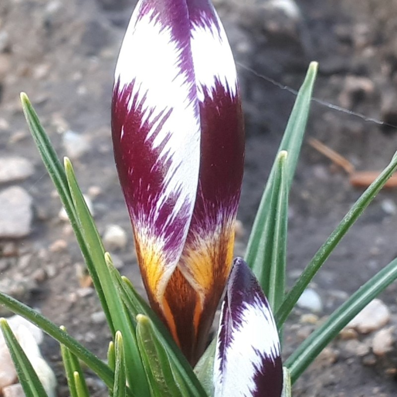 Crocus sieberi