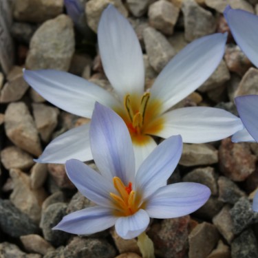 Crocus leichtlinii