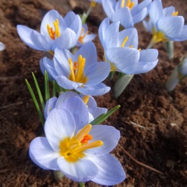 Crocus abantensis