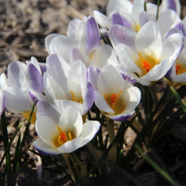 Crocus chrysanthus 'Blue Bird'