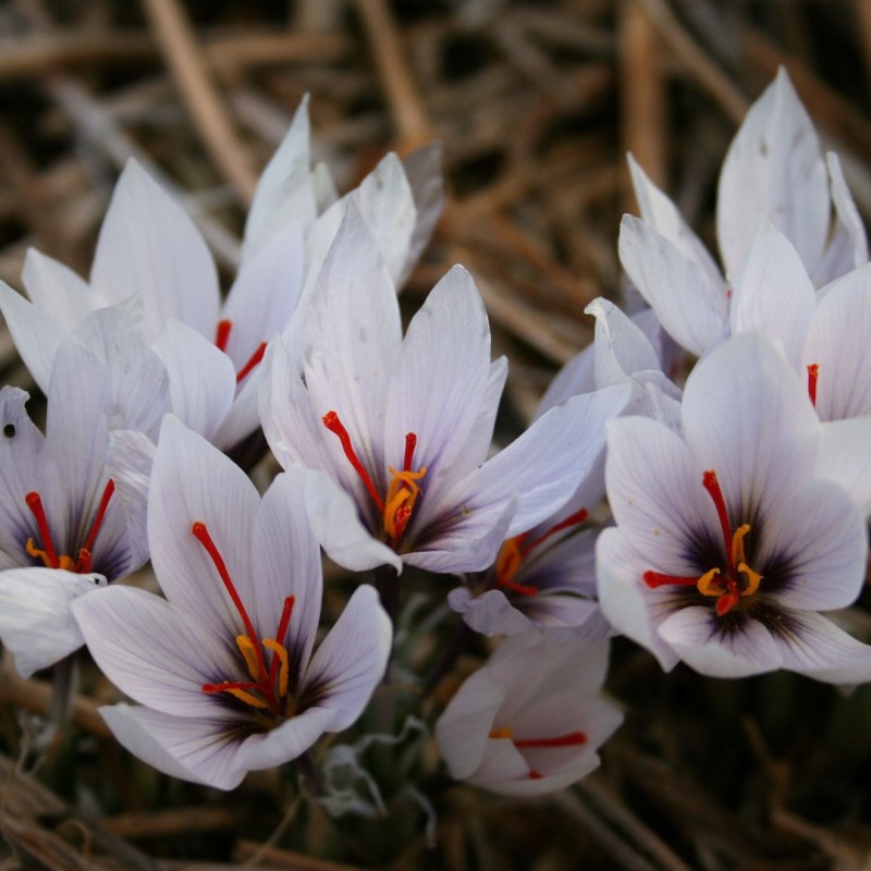 Crocus cartwrightianus 'Marcel'
