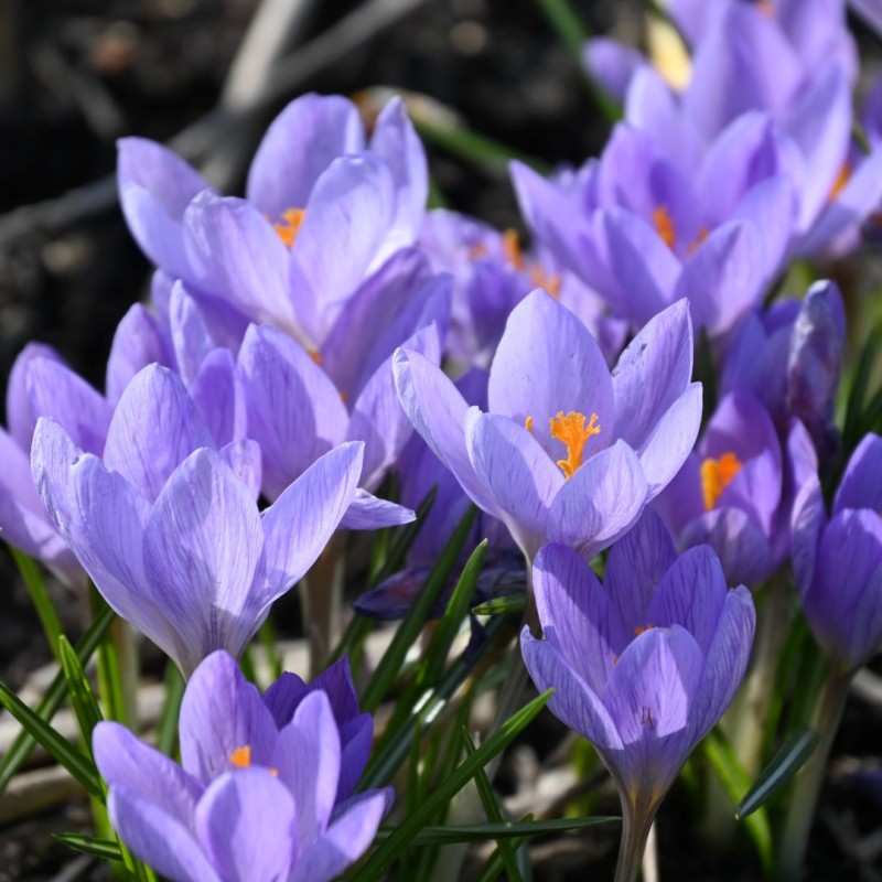 Crocus etruscus 'Zwanenburg'