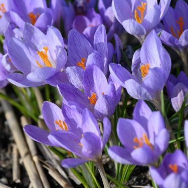 Crocus etruscus 'Zwanenburg'