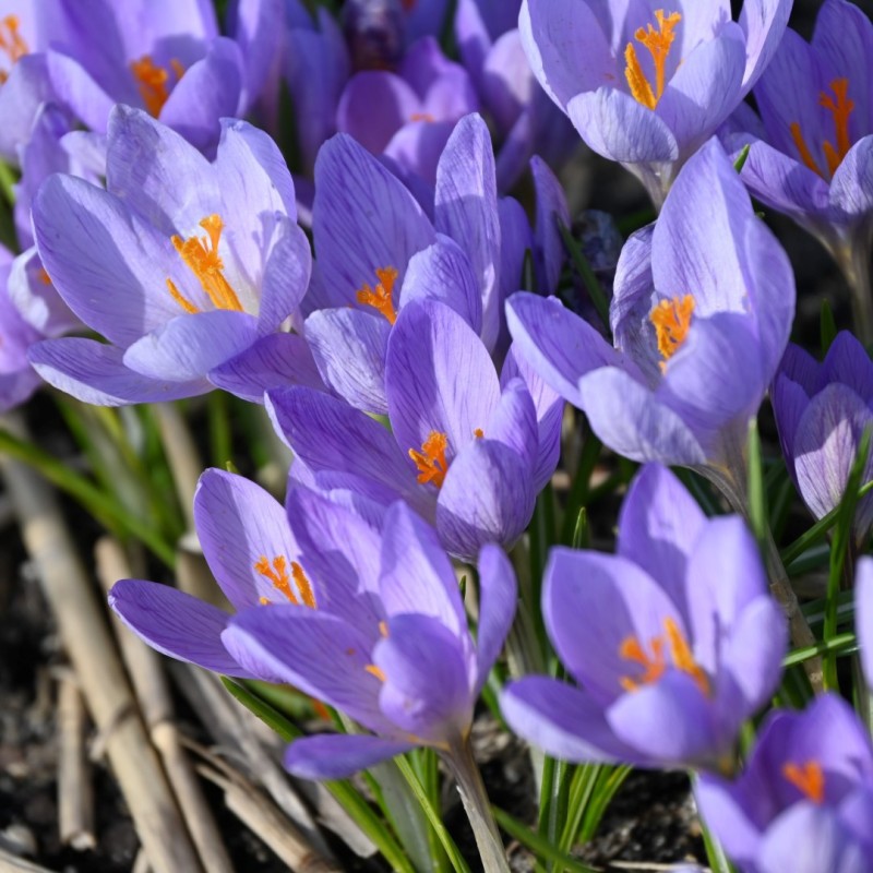 Crocus etruscus 'Zwanenburg'