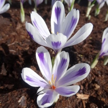 Crocus heuffellianus x ‘Polar King’
