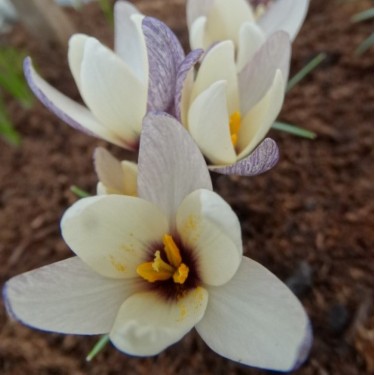 Crocus korolkowii x ‘Snow Tiger’