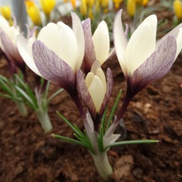 Crocus korolkowii x ‘Snow Tiger’