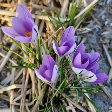 Crocus minimus -CO2810-