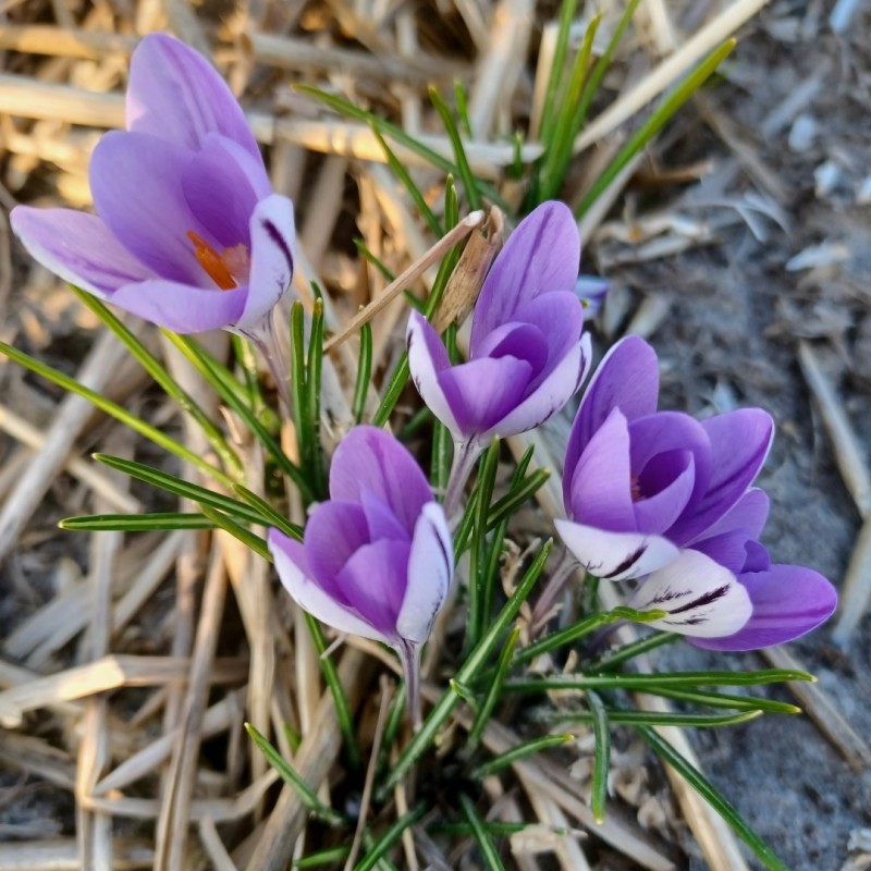 Crocus minimus -CO2810-