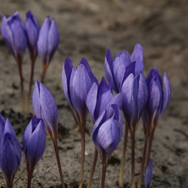 Crocus speciosus 'Semedo'