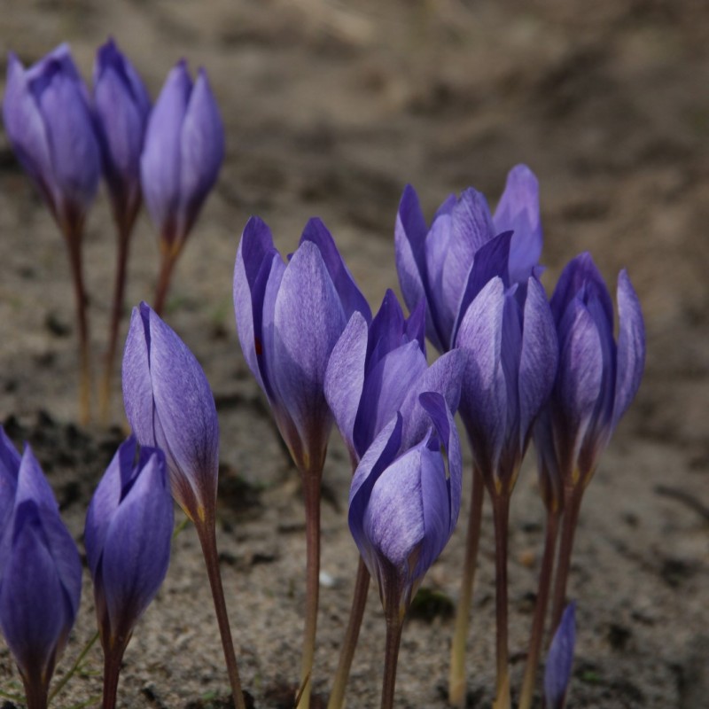 Crocus speciosus 'Semedo'