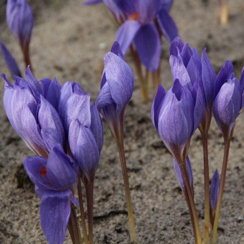 Crocus speciosus 'Semedo'