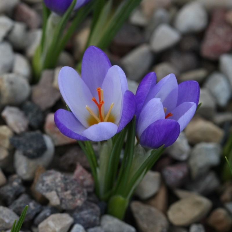 Crocus biflorus subsp. tauri