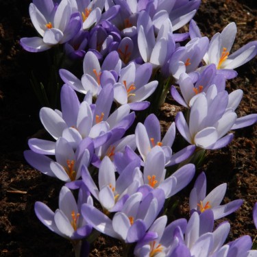 Crocus biflorus subsp. tauri