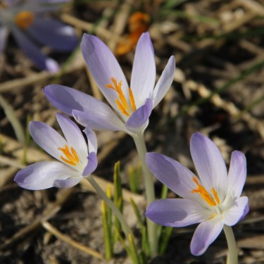 Crocus tommasinianus 'Lilac Beauty'