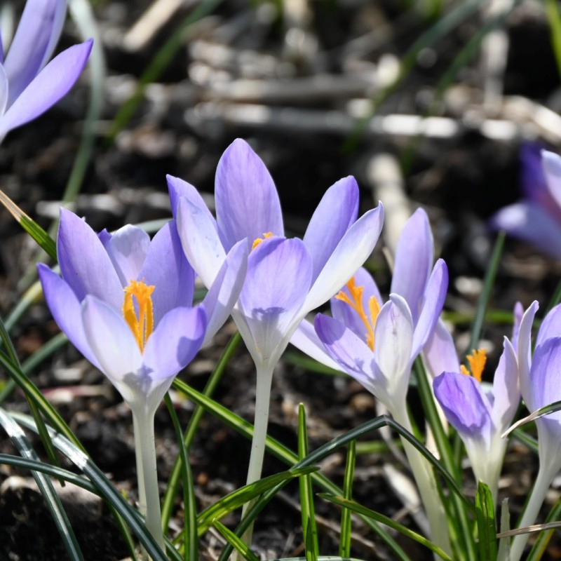 Crocus tommasinianus 'Lilac Beauty'