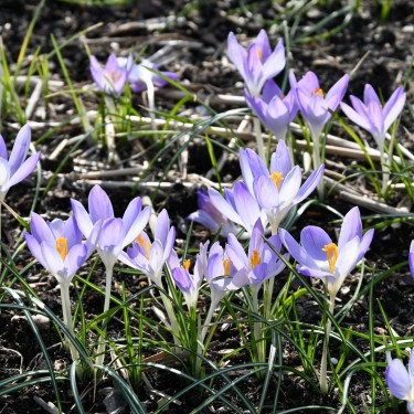 Crocus tommasinianus 'Lilac Beauty'