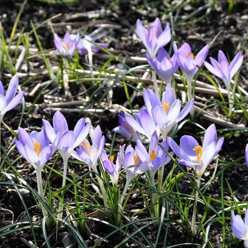 Crocus tommasinianus 'Lilac Beauty'