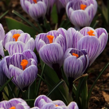 Crocus vernus 'Striped Beauty'