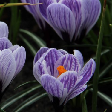Crocus vernus 'Striped Beauty'