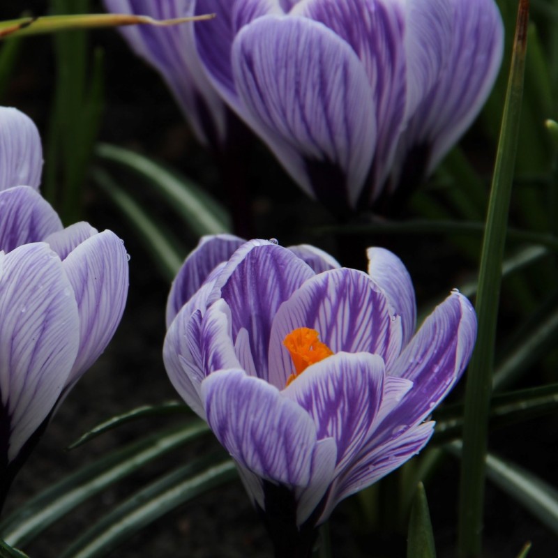 Crocus vernus 'Striped Beauty'