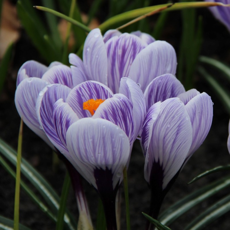 Crocus vernus 'Striped Beauty'
