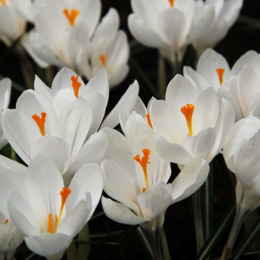 Crocus vernus 'Jeanne d'Arc'