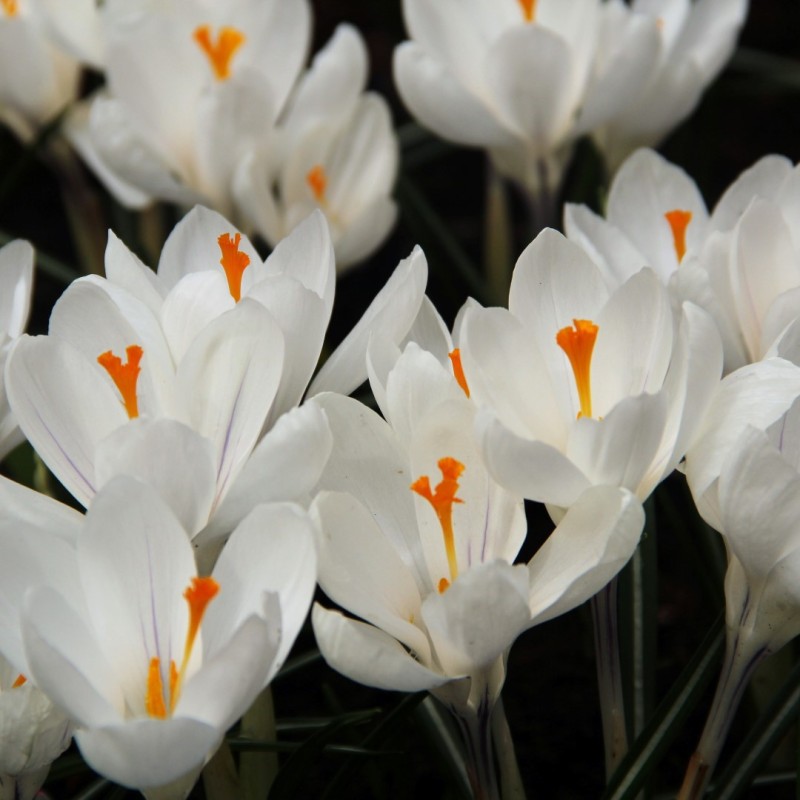 Crocus vernus 'Jeanne d'Arc'