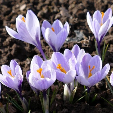 Crocus neglectus