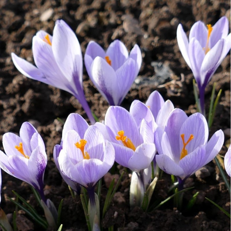 Crocus neglectus Crocus neglectus