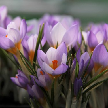 Crocus sieberi 'Firefly' Crocus sieberi 'Firefly'