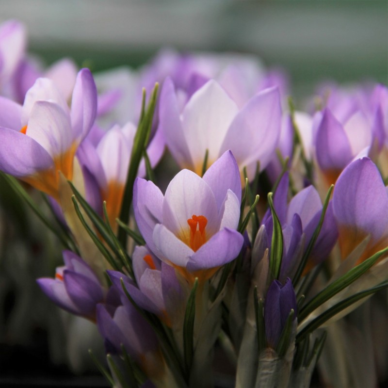 Crocus sieberi 'Firefly' Crocus sieberi 'Firefly'