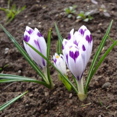 Crocus heuffelianus 'Snow Princess'