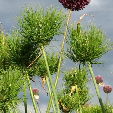 Allium ampeloprasum 'Catweazle'