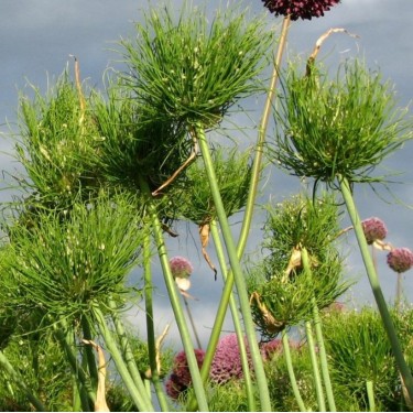 Allium ampeloprasum 'Catweazle'